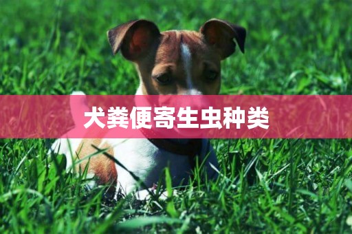 犬粪便寄生虫种类